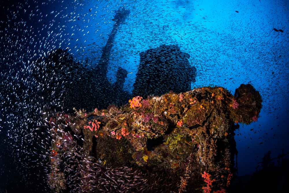 Machafushi wreck, South Ari Atoll, Maldives, September 2021